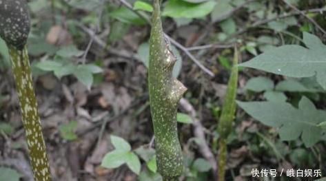 农村|农村常见的一种野菜，对于风湿性关节炎、鼻炎等症状有不错的效果