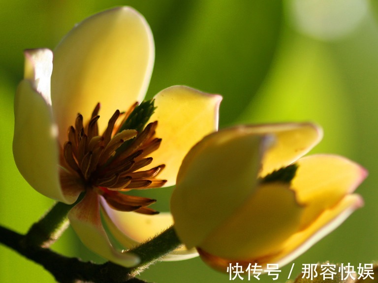 矜持!此花清香怡人,有着一种娇媚动人的嫣然美态,寓意含蓄和矜持