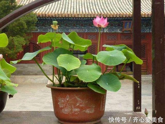 找个旧的大水缸,里面埋节藕,呼呼长出好多藕,产量惊人