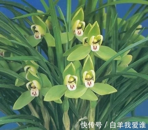 兰界“四大天王”,兰花中的佼佼者,曾价值几十万,你想拥有吗?