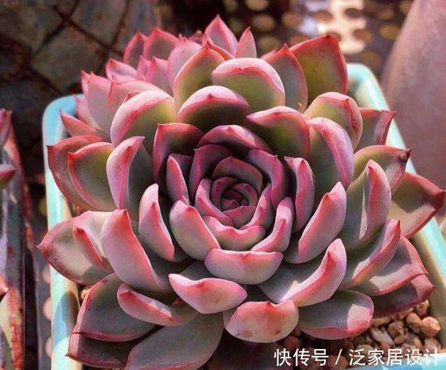 养多肉,做到“3控、1多、1勤”美艳多汁,胖成肉球