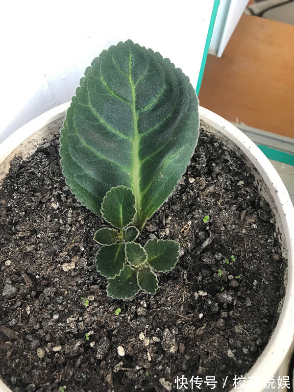 长寿花|八种花期超长的植物,个个花期半年以上,观赏价值高,室内也能养