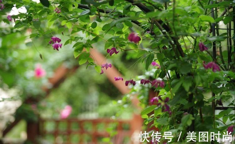 小院|荒废多年的80㎡小院，2年半时间打造成下沉式花园，太漂亮了！