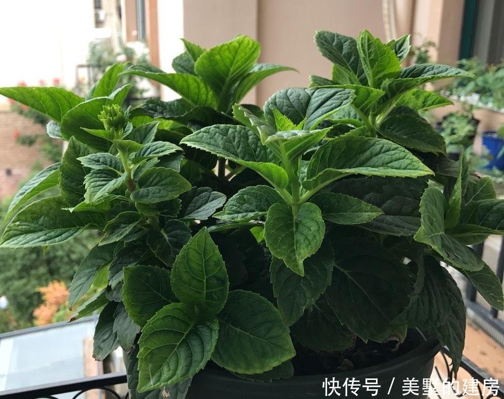  长势|冬季的绣球花，有一步不能做，开春长势更好，花球大，花更多