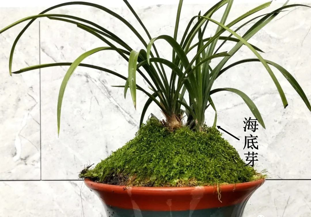 兰花海底芽|兰花海底芽,不是非剪不可的,两个技巧养成壮苗