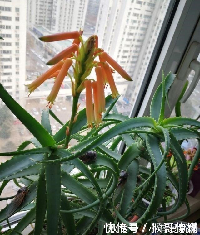 芦荟开花到底好不好老花匠你先养开花再说!