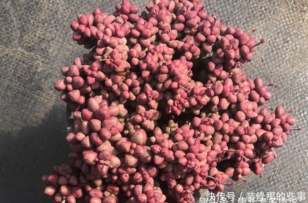 光照|超级萌物紫光多肉,叶片像紫色的糖豆非常可爱,你可能没见过吧?