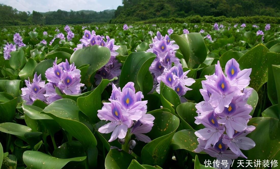危害|花盆里有些“杂草”,都是大祸害,见了赶紧拔,危害大