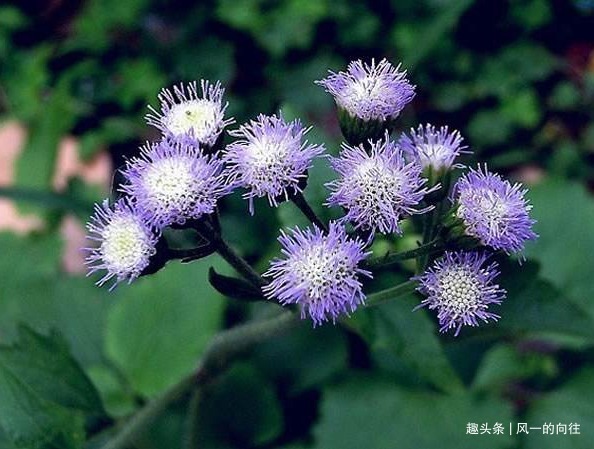 芳香|此花花姿妖娆，紫色的花朵散发着沁人心脾的芳香，令人心旷神怡