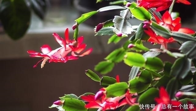 施肥|蟹爪兰夏天要断水不,嫁接和不嫁接的区别大,别养错