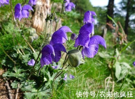 乌头|5种植物在农村常见，却全都含“剧毒”，居然有人食用，要警惕