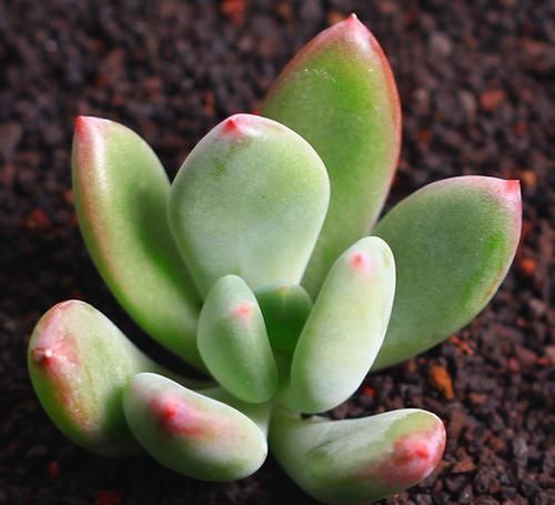 多肉中的“美人系列”,这六种是代表,养护简单颜值高,适合新手