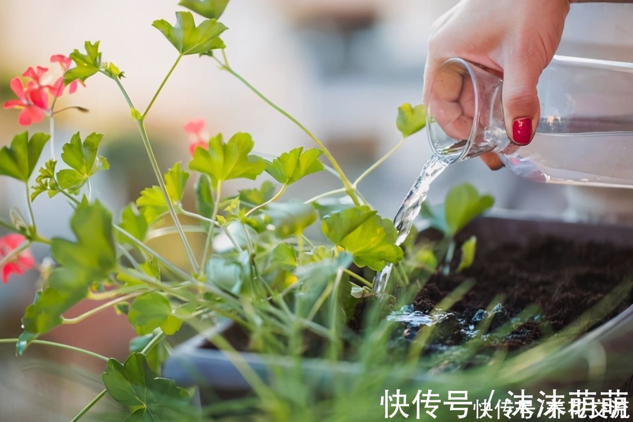 盆栽|养花不会浇水，家里再多花也会被糟蹋，新手盆栽浇水指南