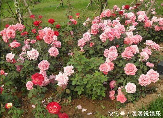 花卉|月季开花正旺,你家连花苞都没有,注意这几点,开花不断