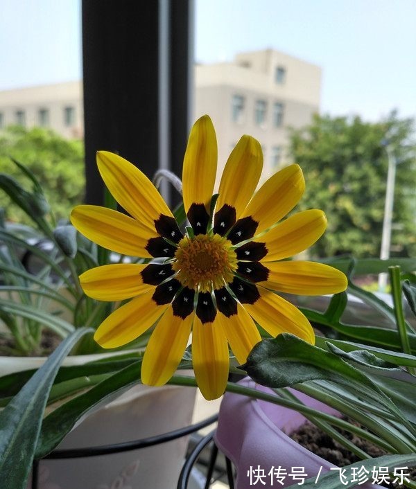 家居盆栽植物“新宠”,漂亮得像假花,一年四季花开,观赏价值高