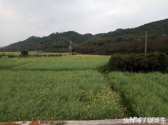 广东南雄角湾村有段古:大黄牛单挑华南虎,赢!!!