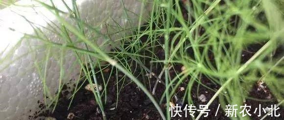 采收|芦笋太贵别买了,阳台种上一盆,连续采收10年不成问题!