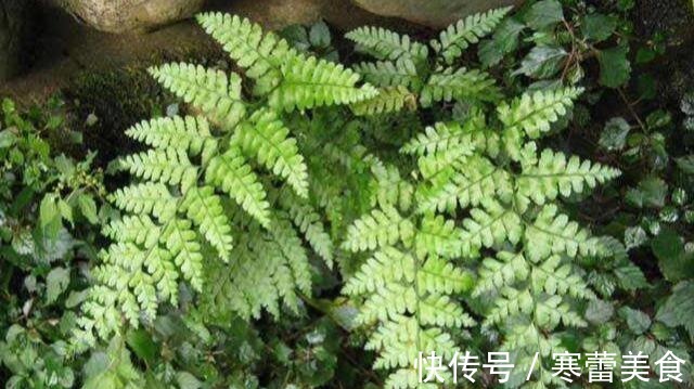 蕨类植物|井边一种草，过去当菜吃，现代人当花养，殊不知，小孩吃了能益智