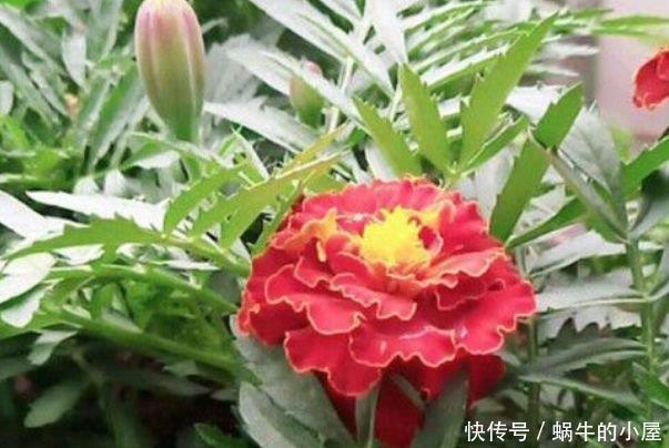 瑞香|4种真正“开花王”，沾土就活，家里养一盆，招财又纳福！