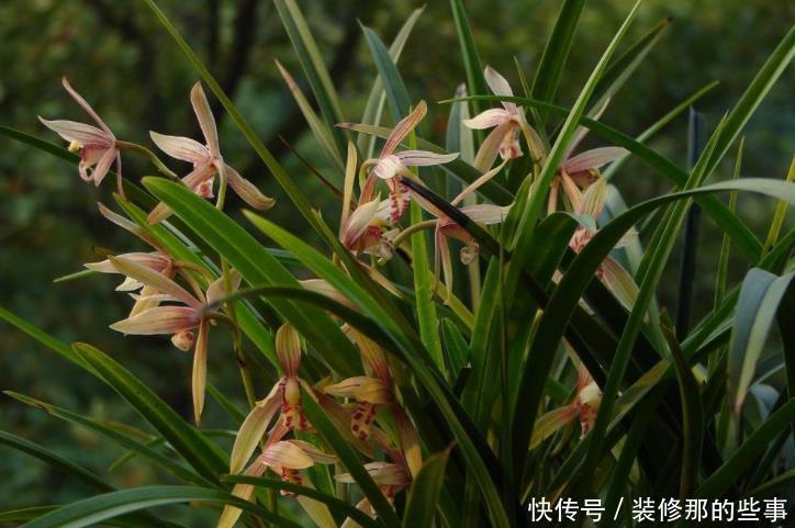 买到兰花难服盆?先学会上盆,再学会缓苗,服盆快发芽多!