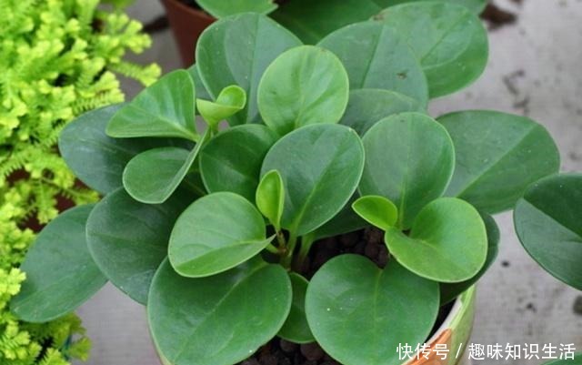 这3种草最适合“懒人”养，随便一插就能活，四季常青易爆盆！