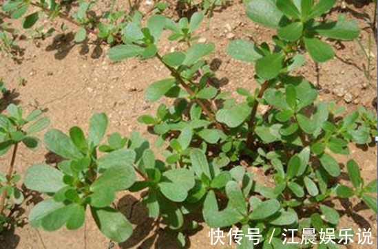 瘙痒|农村有种常见的野草，是治疗瘊子的良药，分分钟治好不再长