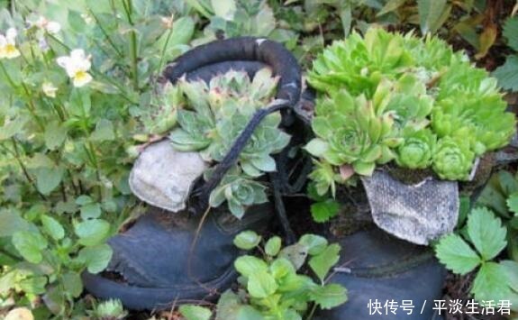 这些破烂不要扔,做成“小花盆”,个性又漂亮,比买的强“百倍”!