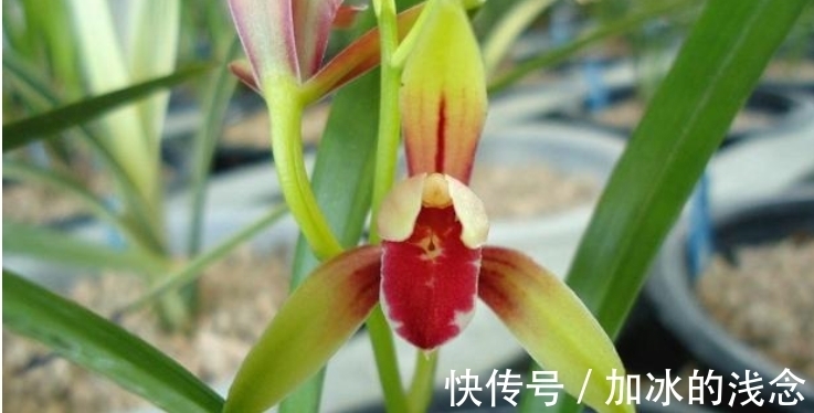 建兰|这款兰花，是建兰红素名品，花开艳丽，香味浓郁，花姿迷人