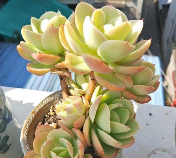 十月养多肉，教你几个小技巧，快速上色，30天养成群生肉墩子