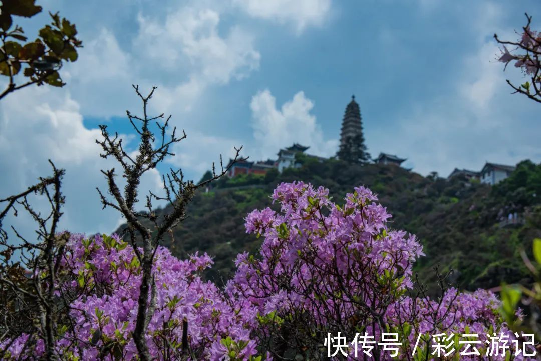 大理|7月大理鸡足山杜鹃花正开放，山花映古寺，鸡足山原来那么美！