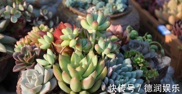 土壤|种多肉听我的,记住5个关键点,盆盆都成活,个个胖嘟嘟!