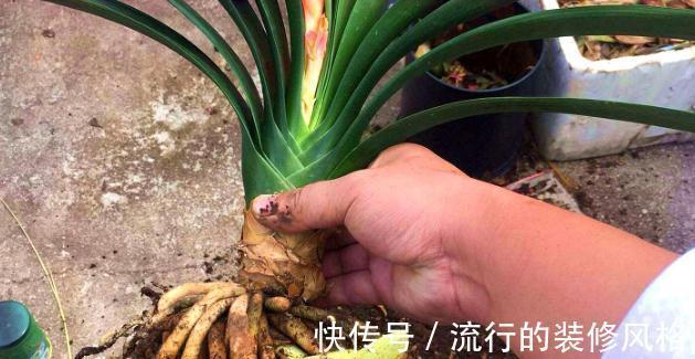 君子兰|君子兰有3个症状,及时处理,否则花期不开花