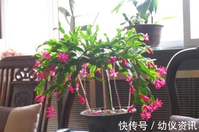 浇水|蟹爪兰怎么养才能开花蟹爪兰催花小妙招，养好了一年可开3次