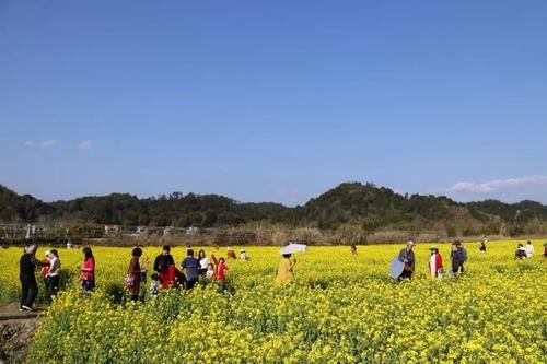 【醉美吕田】黄花风铃璀璨开满山！鹰嘴桃花粉嫩涨满屏！油菜花灿烂铺满地！