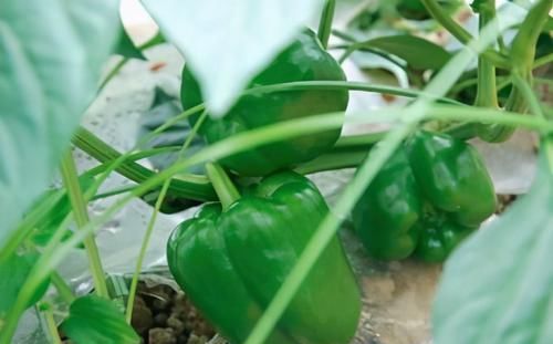  过后|女人三十过后，常吃此食物，淡化雀斑、皮肤红润又细腻