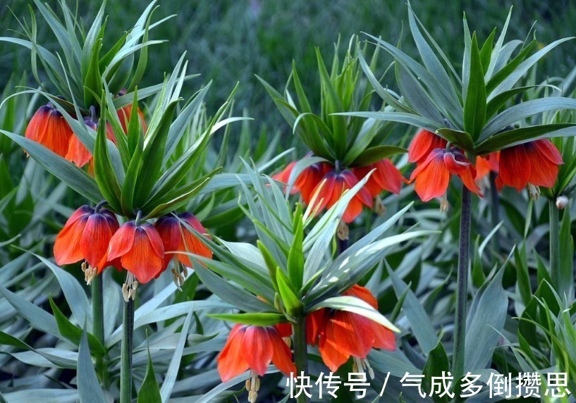 人际交往@此花花姿独特而艳丽,盛开时娇艳的花色引人注目,寓意有忍耐之意