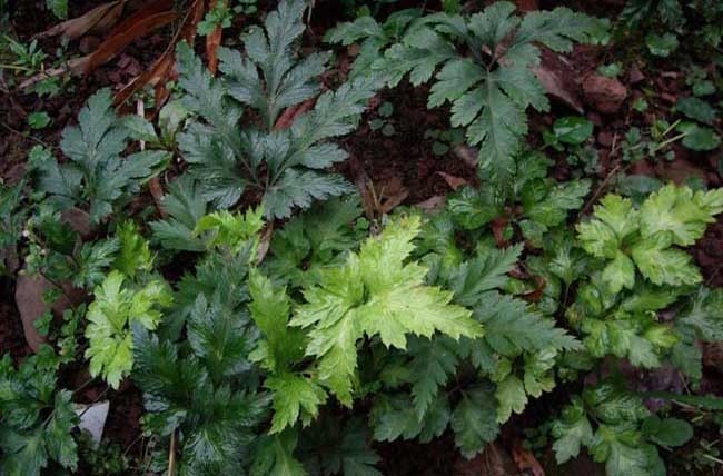 虚火|失眠多梦者的福音！2味药的清代名方，让你倒头入睡，一觉到天亮