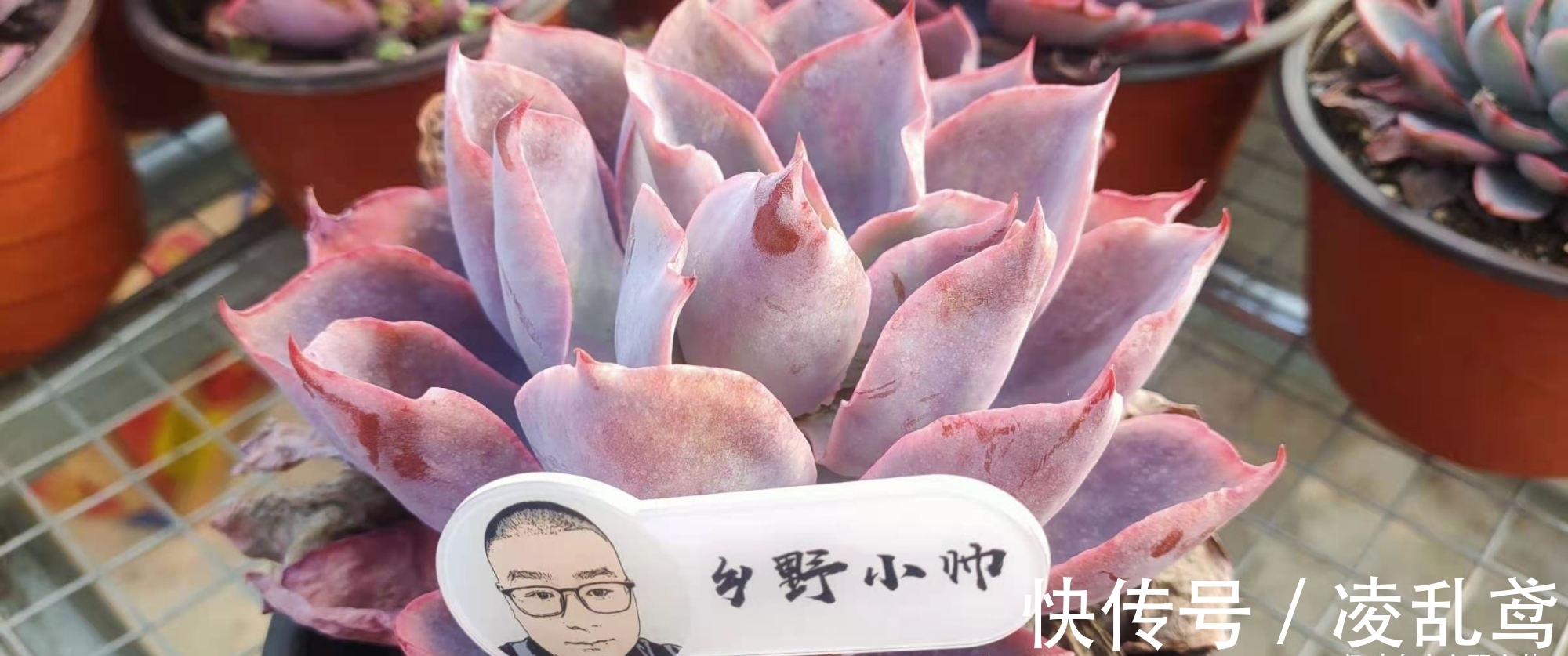 多肉叶插,掌握好这6个关键,成活率99%,你做对了吗?