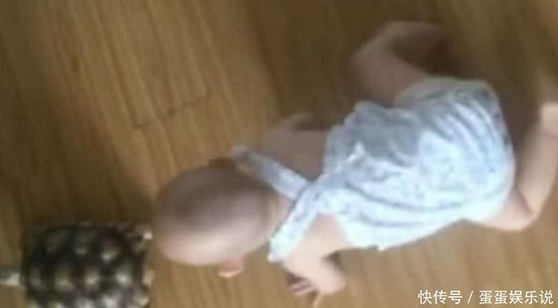 小宝宝耍懒不愿爬,妈妈买了只乌龟回家后,宝宝的懒病却被治好了