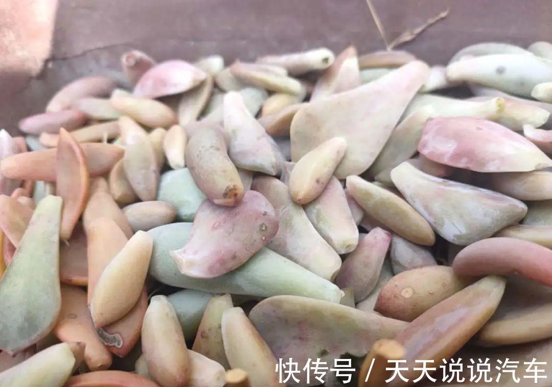 一个多肉小叶片，3个月后养爆盆，咋养的