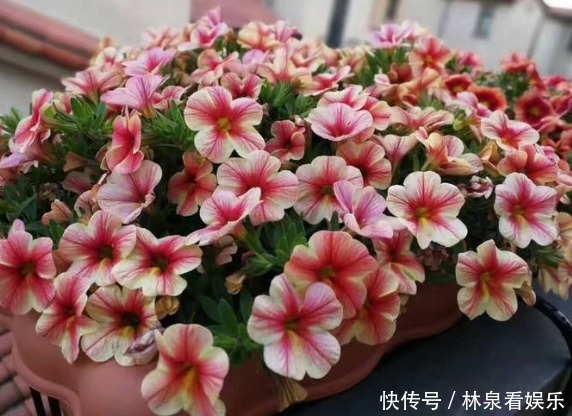 小花|夏天就养这几款小花，好养易打理，花色典雅柔美，一簇爆成花海