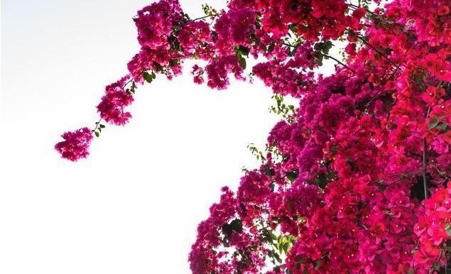 院子再小别空着!此花浇水就开花,花开200天,比月季美10倍