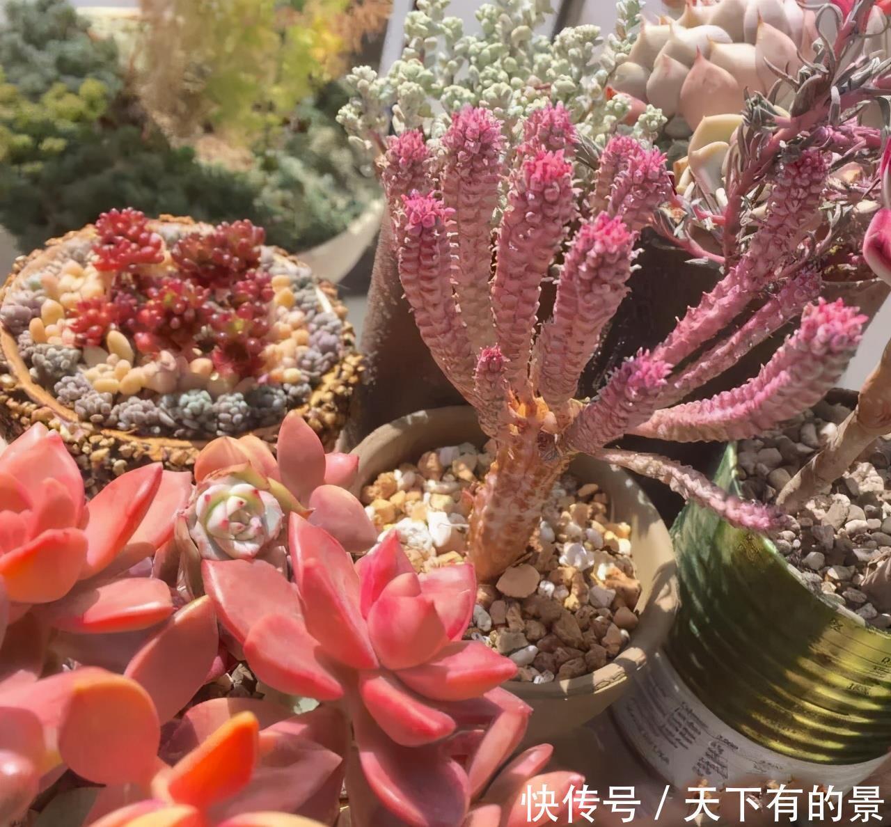 熊童子|夏天养几种“耐热多肉”,不怕酷暑,不用休眠,想养死都难