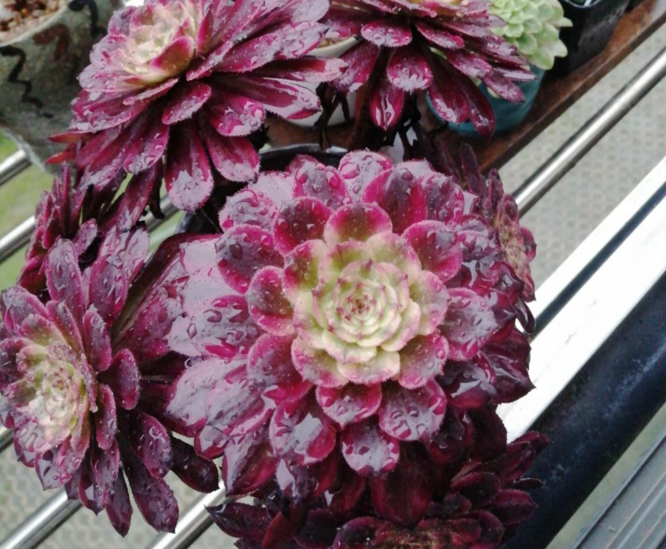 多肉一养就死,那是因为没做好这些