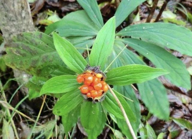 竹子下的1种“杂草”,看到别去踩,晒干后1斤“500元”,珍贵