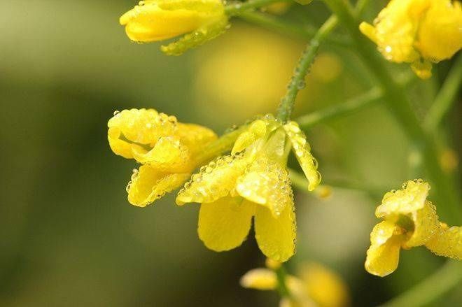 粮食开花，赏心悦目，您见过吗？