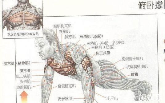 手臂|每天做俯卧撑能增强手臂力量吗看完你就不觉得可惜了
