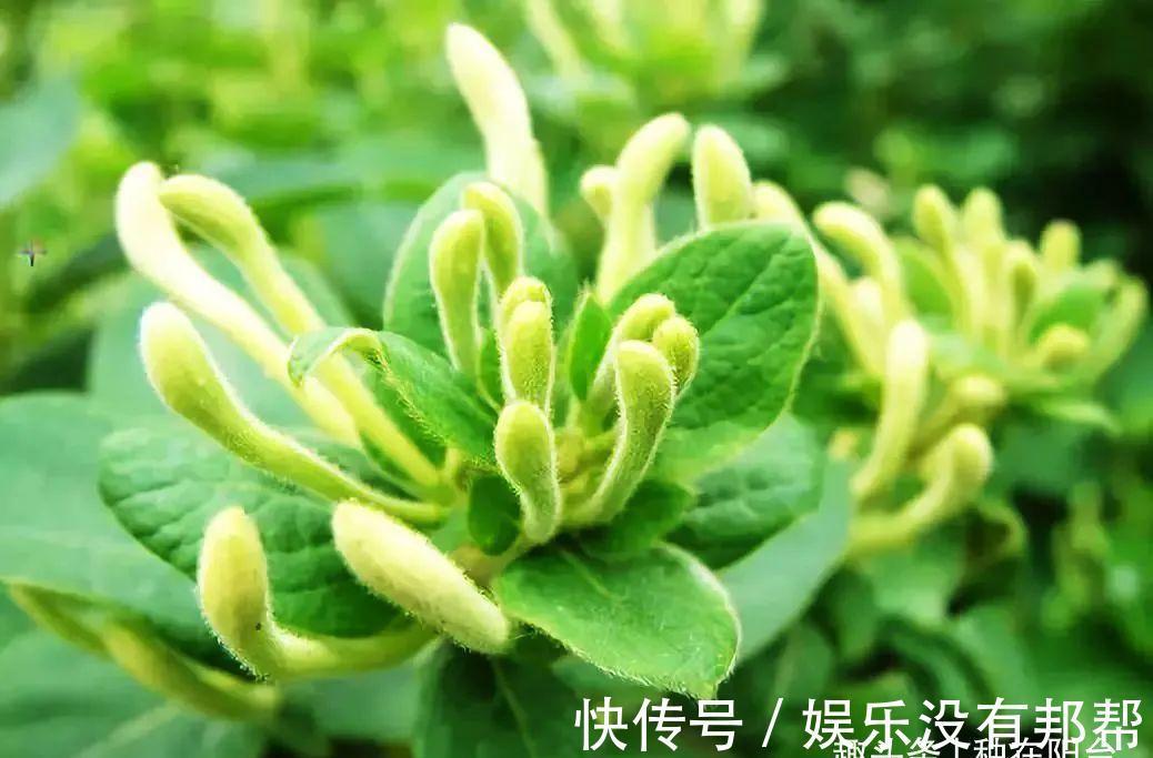 别犯傻买金银花盆景，压条3年成景、播种5年成景，实在太容易！