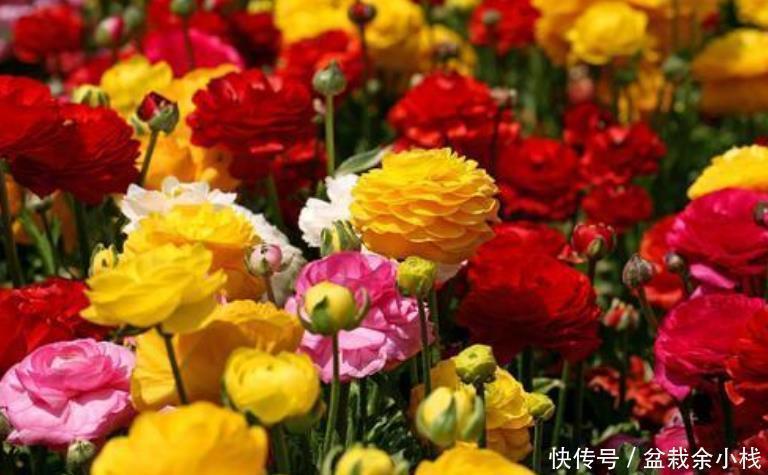 绿萝|4种花比牡丹还漂亮，比绿萝还好养，年年花开不断，一盆开花100朵