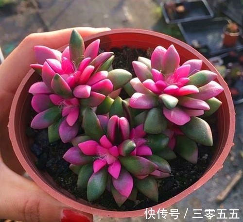 多肉植物|吹雪之松锦养护好了就能爆盆!用了这个小妙招,出锦美长满盆